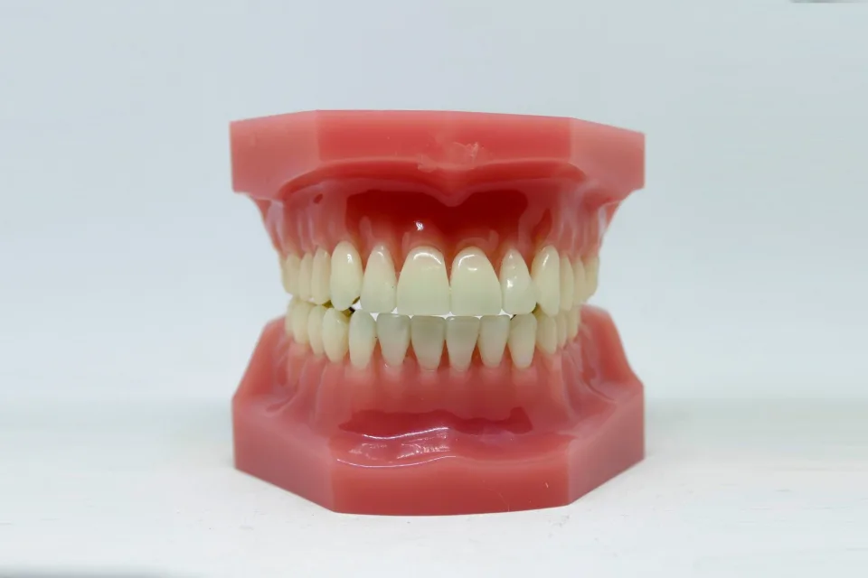 Detailed dental model showcasing teeth alignment used in dentistry education and orthodontics.