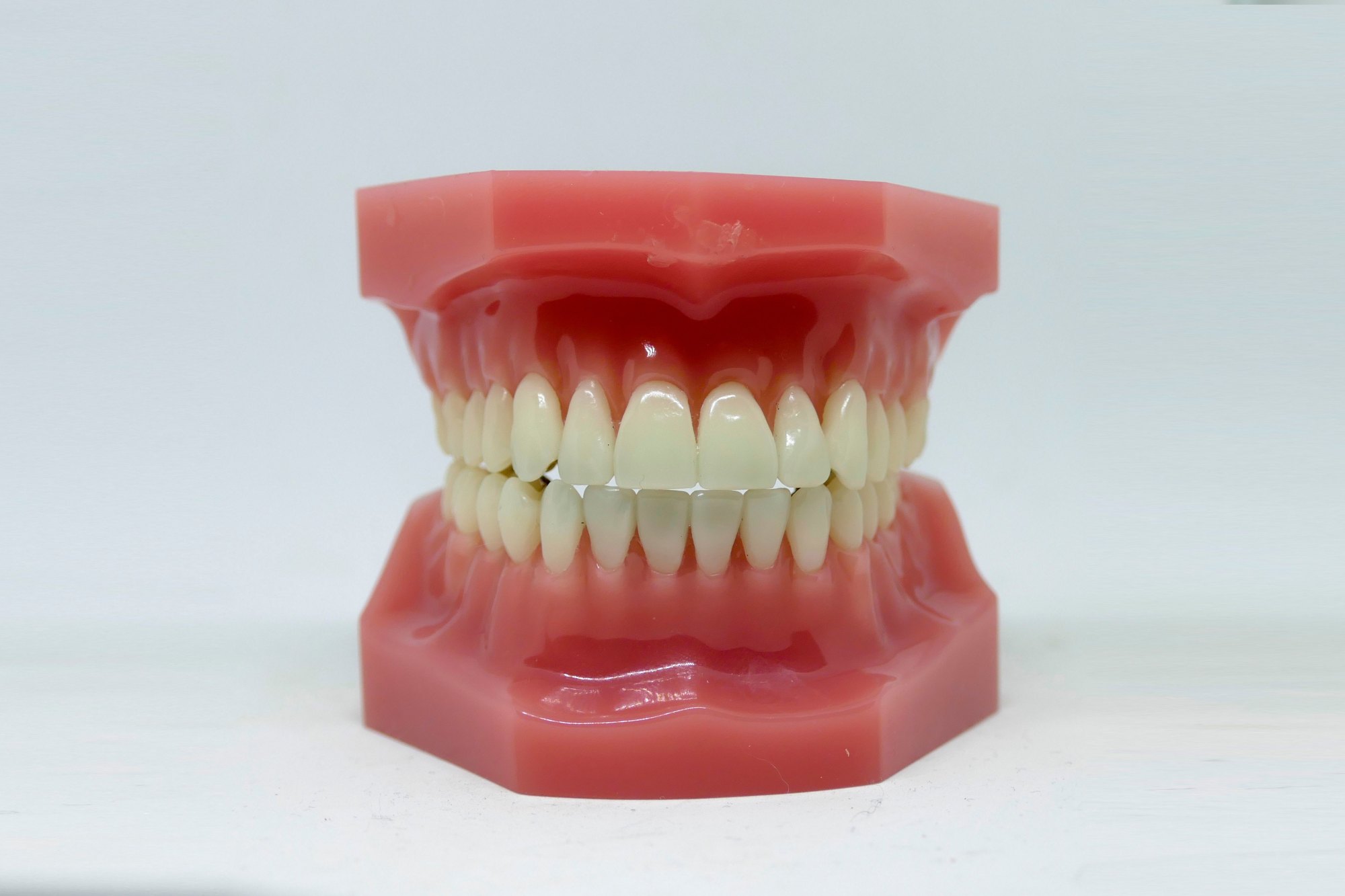 Detailed dental model showcasing teeth alignment used in dentistry education and orthodontics.